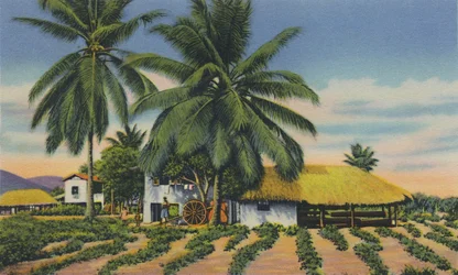 East Indian Huts, Trinidad, B.W.I., c1940.