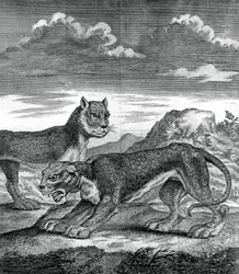 Východoindický leopard, 1750
