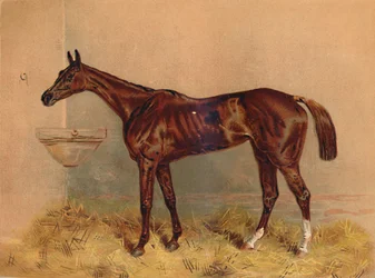 Emblem, Steeplechase Mare, c1879.