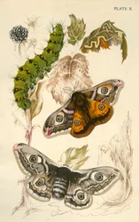 Císařští můry, 19. století.