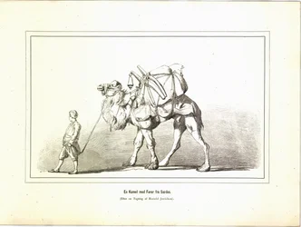 Velbloud s průvodcem ze Sard. Ilustrace převzatá z knihy Brogede rejsebilleder od Elisabeth Jerichau-Baumannové, vydané nakladatelstvím Forlagsbureauet (Kodaň, 1881)