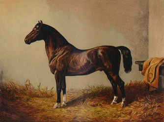 Celý Pony Hack Don Carlos, c1897.