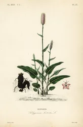 Bistort evropský nebo hadí kořen, Persicaria bistorta, Polygonum bistorta, Bistorte