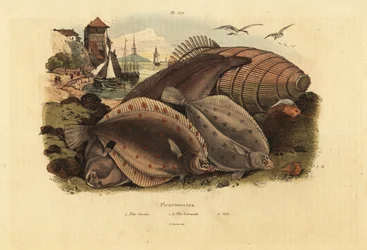 Platýs evropský, Pleuronectes platessa 1, obecná štika, Files 1a, a Dover solea, Solea solea 2