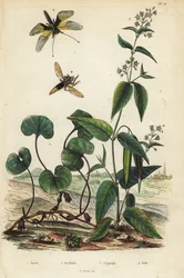 Zázvor evropský, Asarum europaeum 1, Libelloides longicornis, Ascalaphus longicornis 2, mléčnice, Asclepias syriaca 3, a sršeň loupežník, Asilus sršeň