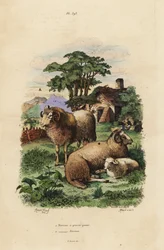Tlustocasá ovce, Ovis aries 1, a ovce merino, Ovis aries 2