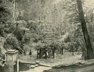Fern Tree Bower and Track, Mount Wellington, 1901.