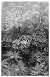 Fern Tree Gully, Austrálie, 1886