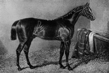 Zkurvysyn, 1812-1835, 1911