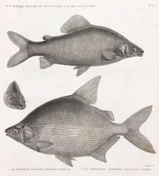Ryby: Characin Nefasch & Serrasalme Citharine