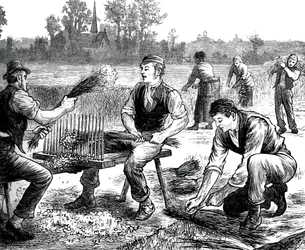 Vlnění lnu, c1880