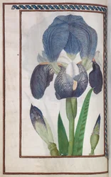Florilegium: strana 14 verso modrá a bílá duhovka, 1608.