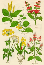 Květiny: Jitrocel, Sarsaparilla, Šalvěj, Petržel, Squill, Máta peprná, c1940