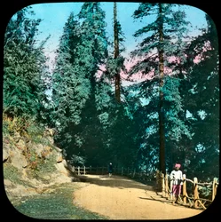 Forest, Murree, Indie, konec 19. nebo začátek 20. století