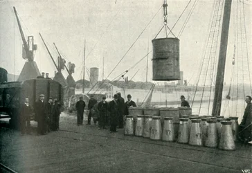 French Milk Being Landing at Southampton, 1902.