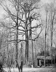 Francouzská pozorovací stanice na stromě, Francie, první světová válka, 1915