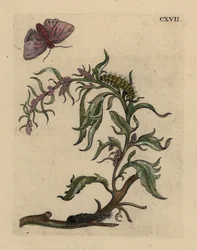 Zahradní štěně, Atriplex hortensis, s můra, housenka a kukla