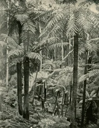 Giant Ferns v Gembrooku, 1901.
