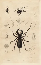 Obří bič štír, Mastigoproctus giganteus, brouk, druh Theratus, a pavouk pavučinový, druh Theridion
