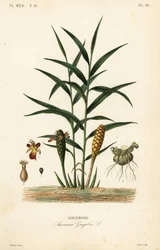 Zázvor nebo kořen zázvoru, Zingiber officinale, Amomum zingiber, Gingembre