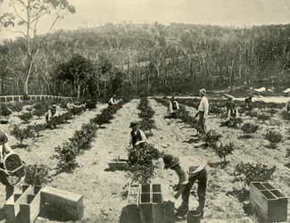 Angreštová farma, Glenbrook, 1901.