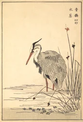 Volavka popelavá Aosagi a rostlina Mizu-aoi, 1857.