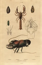 Velký zelený cvrček, Tettigonia viridissima 1, foraminifera, Bannerella gibbosa 2, štír bahenní, Thalassina anomala 3, rak, Astacus goudotii 4 a hlava amerického langustu 5