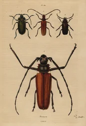 Velký tesařík, Enoplocerus armillatus 1, Aegosoma scabricorne 2, Pyrodes nitidus 3 a Prionus desmaretii 4