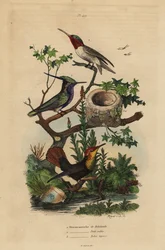 Kulík zelenokorunovaný, Stephanoxis lalandi, kolibřík rubínový, Archilochus colubris a kolibřík a hnízdo rubínový topaz, Chrysolampis mosquitus