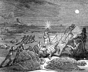 Zelené želvy a želvy Loggerhead zachycené na pobřeží Kuby v roce 1832