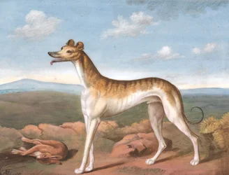 Greyhound: Tváří v tvář vlevo, s mrtvým zajícem u nohou, ca. 1805.
