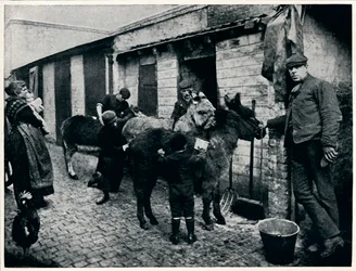 Péče o osly costers, Londýn, c1903 1903