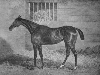 Gulnare, 19. století, 1911