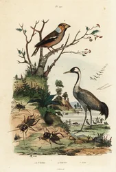 Dlask obecný, Coccothraustes coccothraustes 2, jeřáb obecný, Grus grus 3, a cvrčci, Gryllus campestris 1