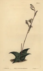 Haworthia venosa (recurved aloe, Aloe recurva)