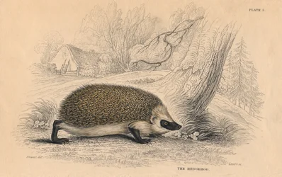 Ježek Erinaceus europeas, 1828