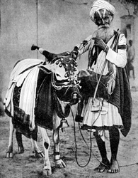 Hinduistická kráva s posvátnou krávou, Indie, 1936