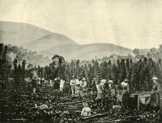 Sběr chmele v Tasmánii, 1901.