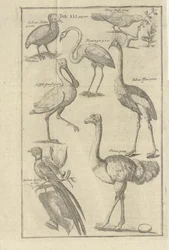 Ilustrační obrázky z Vorgebürges des Guten Hope a jejich hotentotů od Kolba, Petera a utgitt od Beya Petera Conrada Monatha (de, 1745)