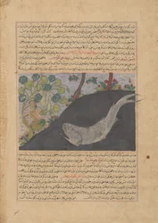 Jonah and the Whale, Folio z Majma