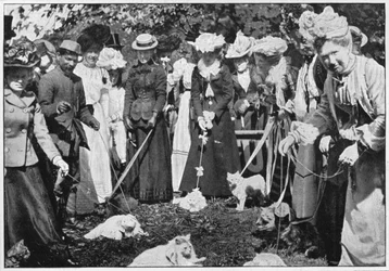 Posuzování koček na výstavě Royal Botanic Gardens, Kew, Londýn, c1900 1901