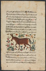 Khar Ass, z Nuzhat-nama-yi alai Vynikající knihy rad..., 1400s.