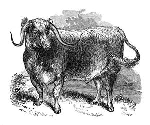 Lancashire vůl, exemplář dlouhorohých plemen, 1848