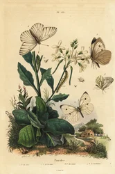 Velký bílý, Pieris brassicae 1, malý bílý, Pieris rapae 2, zelenožilý bílý, Pieris napi 3, a černožilný bílý, Aporia crataegi 4. Pierid motýli