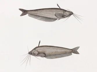 Sumec oudnei