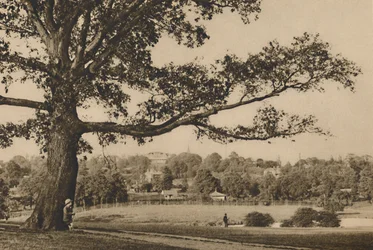 Pohled ze zelených svahů Caen Wood směrem ke kostelní věži Old Highgate, c1935.