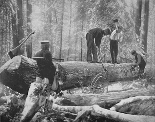 Dřevorubectví na řece Ottawa, Kanada, c1897.