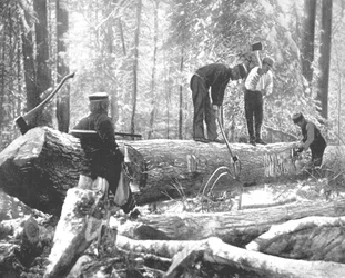 Dřevorubectví na řece Ottawa, Kanada, c1900.