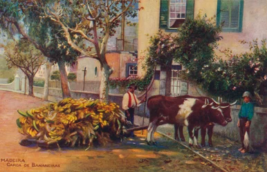 Dřevo - Banana Carcass, c1940