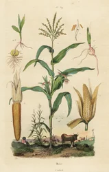 Kukuřice nebo cukrová kukuřice, Zea mays